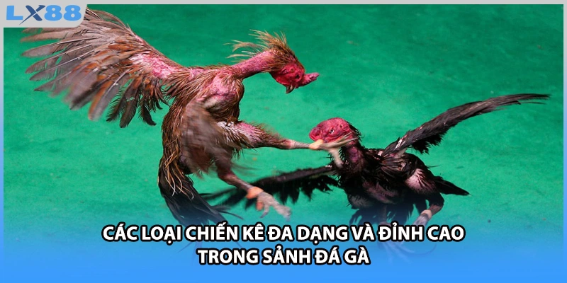 Các loại chiến kê đa dạng và đỉnh cao trong sảnh đá gà 