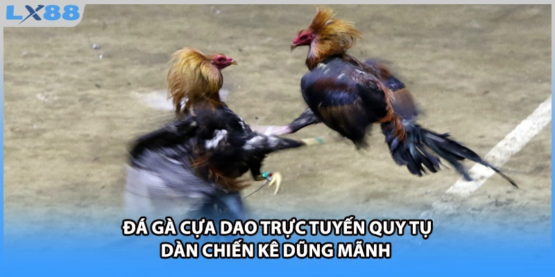 Đá gà cựa dao trực tuyến quy tụ dàn chiến kê dũng mãnh 