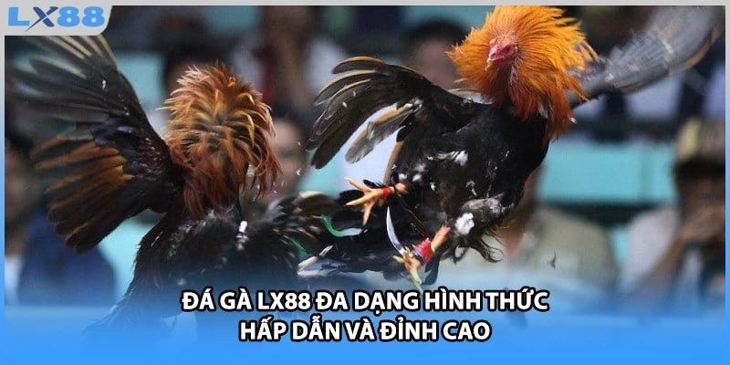 Đá gà LX88 đa dạng hình thức hấp dẫn và đỉnh cao 