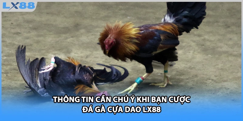 Thông tin cần chú ý khi bạn cược đá gà cựa dao LX88
