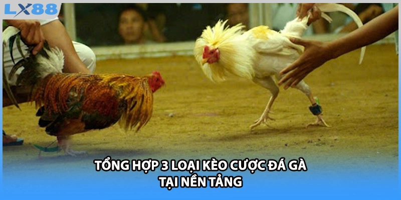 Tổng hợp 3 loại kèo cược đá gà tại nền tảng 