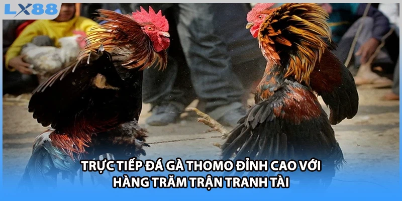Trực tiếp đá gà Thomo đỉnh cao với hàng trăm trận tranh tài